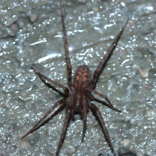 Réf. 336 562 : Tegenaria ramblae